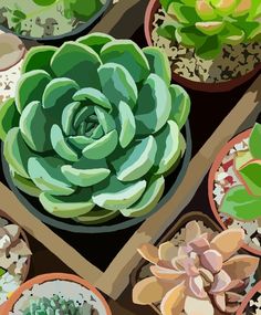 an arrangement of succulents and other plants in pots