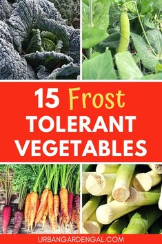 different vegetables with the title 15 frosted tolerant vegetables in red and white