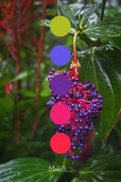 a bunch of berries that are hanging from a tree with colored circles on it's branches