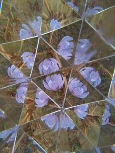 a close up view of some purple flowers in the middle of a mirror cube pattern