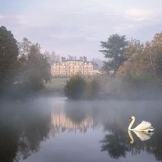 a swan is swimming on the water in front of a large building with trees around it