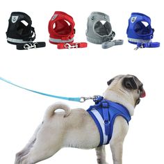 a small pug dog wearing a blue harness and leash with four different colors on it