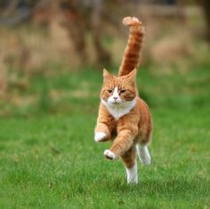 an orange and white cat jumping in the air