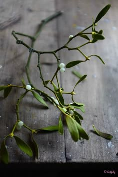 some green leaves and white flowers on a wooden table