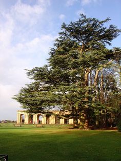 a large tree sitting in the middle of a lush green field next to a building