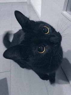 a black cat laying on the floor looking up