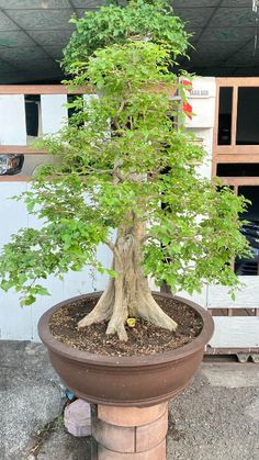 a bonsai tree is growing in a pot