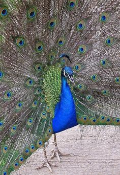 a peacock with its feathers spread out