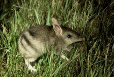 Google Image Result for https://www.naturalvaluesatlas.tas.gov.au/downloadattachment?id=7123&type=image&height=200&width=300 Reptiles, Google Search