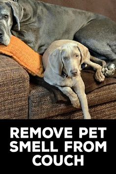 How to Remove Pet Smell From Couch Remove Pet Odor From Couch, Remove Pet Urine From Couch, Get Dog Smell Out Of Couch, Pet Odor Out Of Couch, Couch Freshener Diy, Couch Smells Like Dog, How To Clean And Deodorize Couch, Couch Smell Remover, How To Get Pet Smell Out Of Couch