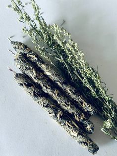 several dried flowers on a white surface next to each other, with stems sprouting from them