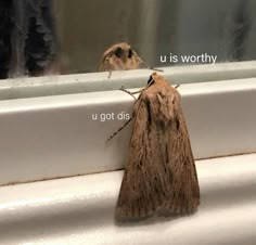 a moth sitting on the edge of a bathtub next to it's reflection