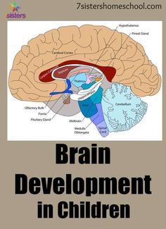 the brain and its structures are labeled in this book, which is also part of an article