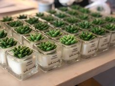 small glass containers filled with green plants on a table