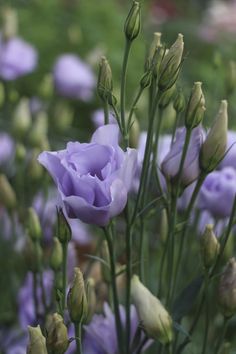 Lavender lisianthus Lavender Lisianthus, Purple Lisianthus, Lisianthus Flowers, Pretty Flowers Pictures, Purple Flowers Garden, Flower Identification, Ard Buffet, Cottage Garden Plants, Moon Garden