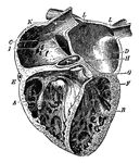 the human heart, vintage line drawing or engraving