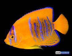 an orange fish with blue stripes on it's body and head, swimming in the water