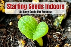 a plant growing out of the ground with text stating starting seeds indoors an easy guide for success