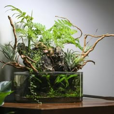 a glass container filled with plants on top of a wooden table