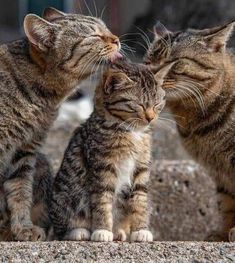 two cats standing next to each other on top of a cement ground with their mouths open