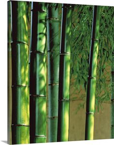 green bamboo trees in front of a tan wall