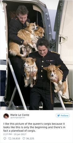 Corgi Dog, Welsh Corgi, Buckingham Palace, The Royals, Mans Best Friend, 귀여운 동물, Animals Friends, Dog Life, I Love Dogs