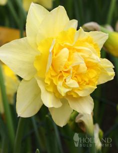 a yellow flower is blooming in the garden with green leaves and flowers around it