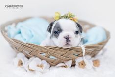 a small dog sitting in a basket with flowers on it's head and looking at the camera