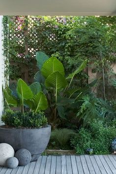 a large potted plant sitting on top of a wooden deck