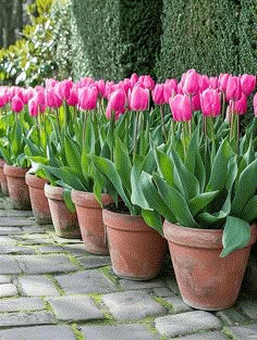 Garden Inspiration: Rows of Bright Pink Tulips in Terracotta Pots Spring Flower Arrangements Outdoor, Small Tulip Garden, Growing Tulips In Pots, Tulip Container Garden, Tulip Garden Layout, Tulip Garden Ideas Front Yards, Tulip Planting Ideas, Tulips Planting, Container Flower Garden Ideas