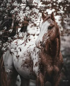 a brown and white horse standing next to a tree