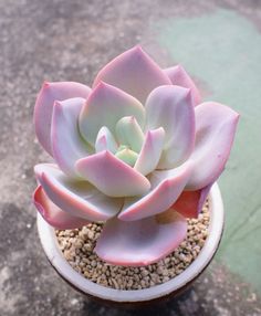 a small pink and white plant in a pot on the ground with gravel around it