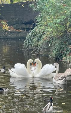 two swans making a heart shape with their necks in the water surrounded by ducks and geese