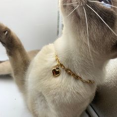 a white cat wearing a gold chain and heart charm on it's collar looking out the window