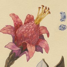 a watercolor drawing of a pink flower and two other flowers on a white background