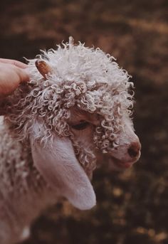 a close up of a person petting a small white sheep with curly hair on it's head