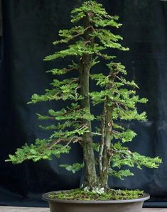 a bonsai tree in a pot on a table