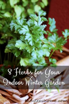 a basket full of green plants with the words 7 reasons you should have herbs in your garden