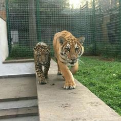 two tigers are walking down the steps in their enclosure at the zoo, one is on the other side of the fence