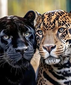 Leopard Pictures, Rare Albino Animals, Jaguar Animal, Cat Meeting, Black Jaguar, Kitten Rescue, Pretty Animals, Leopards