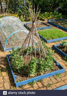 an outdoor vegetable garden with blue raised beds and green plants in the center, surrounded by