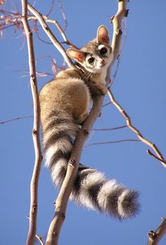 a cat sitting on top of a tree branch with its eyes open and tail hanging down