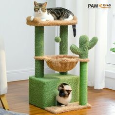 a cat sitting on top of a green scratching tower next to a cacti