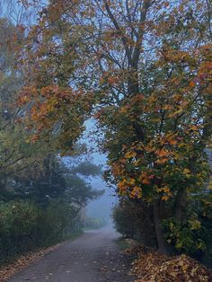 an empty road surrounded by trees with leaves on the ground and fog in the air