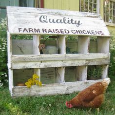 a chicken is standing in the grass next to an old farm raised chickens hutch