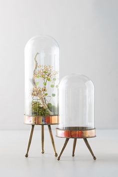 two glass domes with plants in them sitting on top of small wooden stand legs,