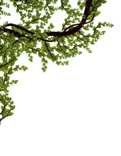 a tree branch with green leaves against a white background