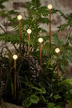 a planter filled with lots of plants and lights