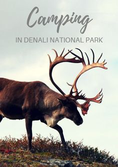 a deer with large antlers walking on top of a grass covered hill next to the words camping in denali national park