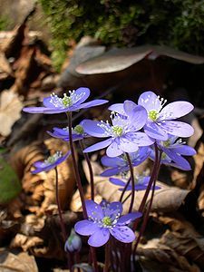 some purple flowers are growing in the dirt